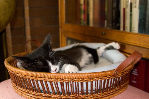 Misha_2008-07-11_IMG_0238